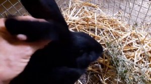 Прививки кроликам, в каком возрасте и как делать