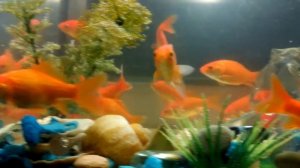 Золотая рыбка " Комета"