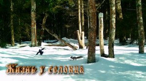 Новые посетители солонца.  Жизнь в лесу.