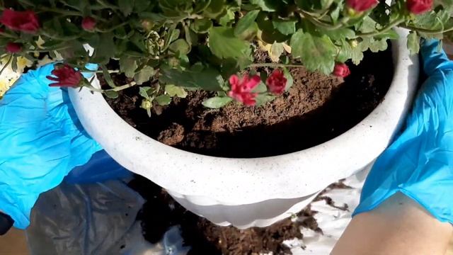 ХРИЗАНТЕМЫ ПЕРЕСАДКА 10.10.21 смотреть онлайн