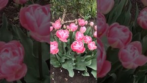 тюльпаны Дрим тач, Анжелика и другие. Цветы в апреле