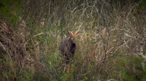 Wildlife in the Eastern Cape