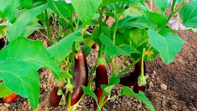 ПАУТИННЫЙ КЛЕЩ НА БАКЛАЖАНАХ КАК ИЗБАВИТЬСЯ И ЧТО ДЕЛАТЬ