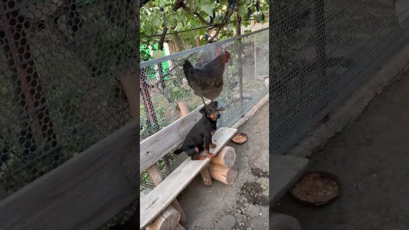 Курица стоит на голове у Ягдтерьера