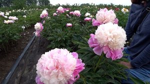 Две звезды нашего сада - пионы HE'S MY STAR и SHE'S MY STAR / Сад Ворошиловой