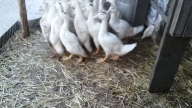 Выращиваем Мулардов на своем комбикорме (Часть 6) смотреть онлайн