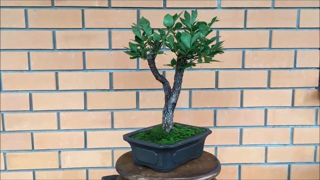 Пребонсай  бересклет крылатый Euonymus alatus Compactus 2