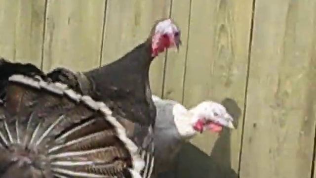 "Весеннее заигрывание животных" Индюки в селе смотреть онлайн