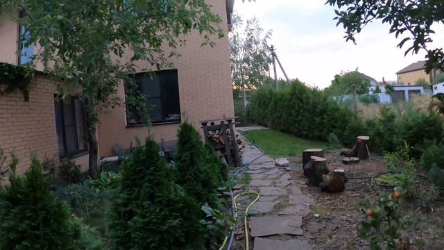 Живая изгородь из туи Брабант и бирючины. 7 лет забору. Советы. ???