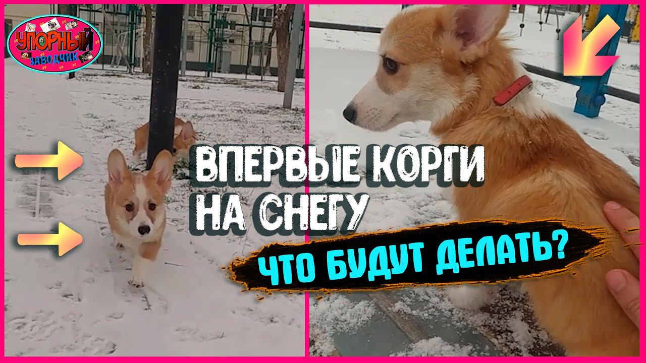 ВПЕРВЫЕ ЩЕНКИ КОРГИ НА СНЕГУ