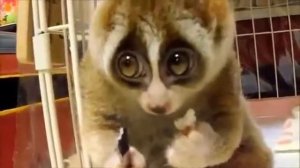 Лемур ест рис