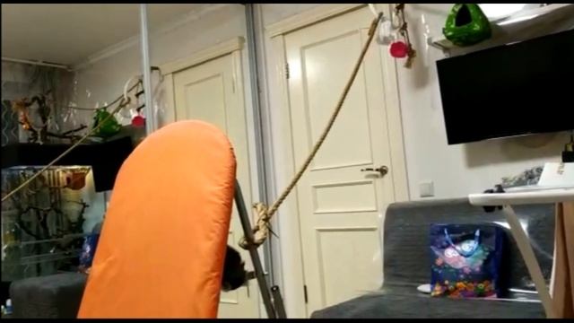 Тосе на карантине тоже нужно двигаться смотреть онлайн