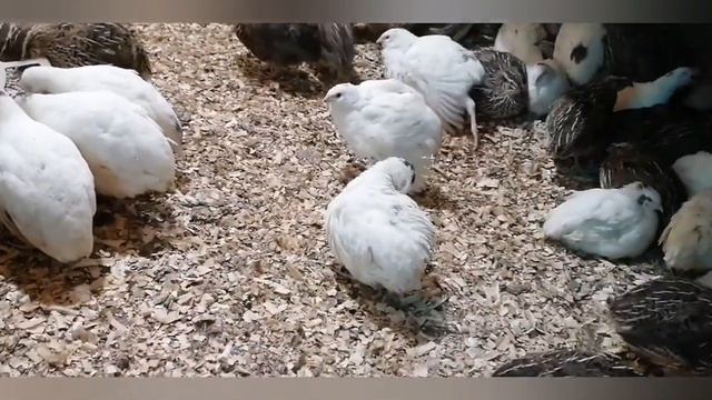 уборка в курятнике и тушёнка из перепелов