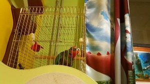 Попугай ара и кубинский амазон общаются между собой