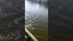 Рыбалка ловля толстолобика, краснодарский край.