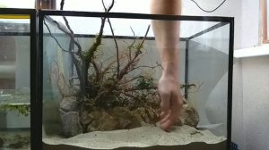 Не обработанная коряга в аквариуме