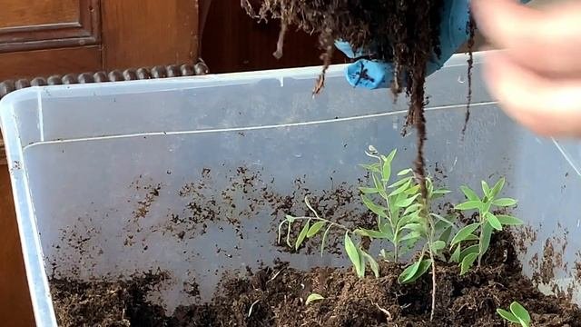 ЧЕРЕНКОВАНИЕ ЦВЕТОВ под силу каждому, мой способ, особенности бальзаминов и алиссума и  РЕЗУЛЬТАТЫ