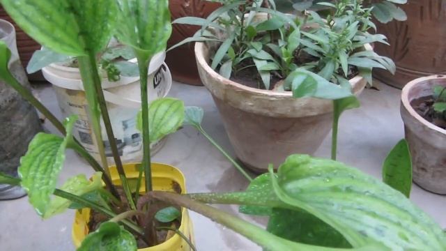 Drimiopsis Maculata | Leopard Plant Caring Tips | Hindi/Urdu смотреть онлайн