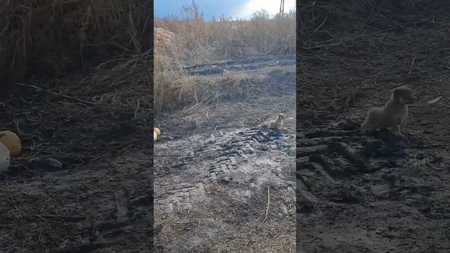 Внимание!!! Жители Н.Новгорода!!! Счастье, с доставкой на дом