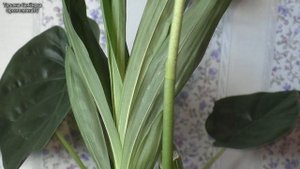 Эта ОРХИДЕЯ своим ЦВЕТЕНИЕМ заставит ЗАТАИТЬ ДЫХАНИЕ. Catasetum Planiceps