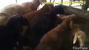 Настоящие  бараны породы гисар