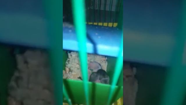 Джунгарские хомяки. Детенышам 8 дней ))))) смотреть онлайн