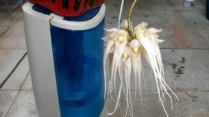 Красивое Цветение Орхидеи Бульбофилум😊 . Bulbophyllum sanguineopunctatum