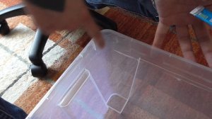 разведение мраморных тараканов/Nauphoeta cinerea