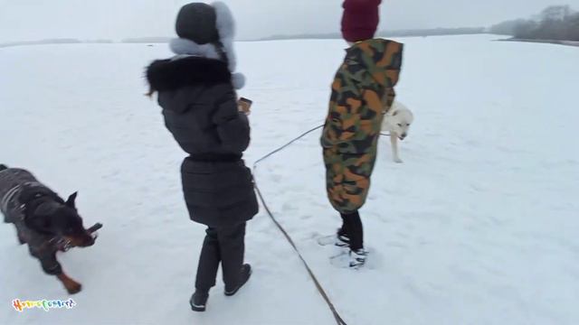 Alabai & Doberman 🐼🦊 Love Dog 🥰🤗🔥 смотреть онлайн