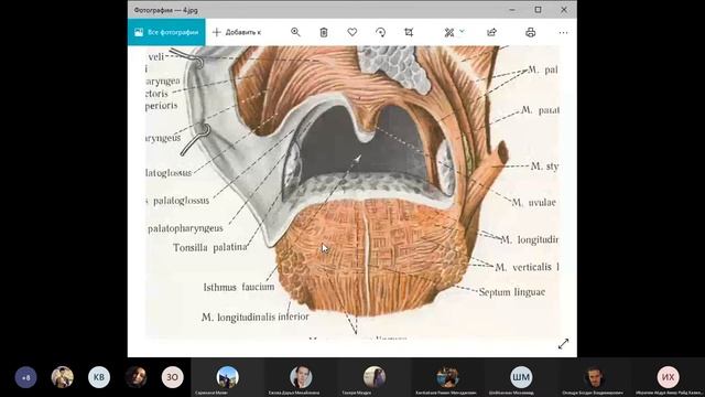 Анатомия головы и шеи - лекция 16 смотреть онлайн