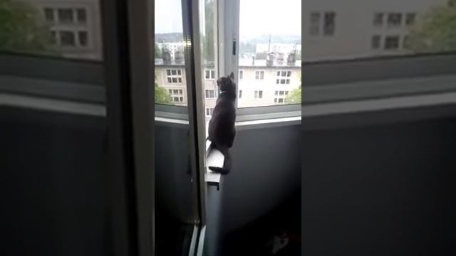 Офигеть кошка каркает