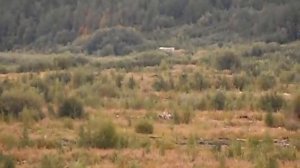 Жесть Коми. Обмелевшая река Печора.