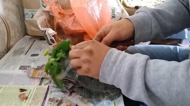 Клубника. Посылка из Белорусии от Аллы Чамата.
