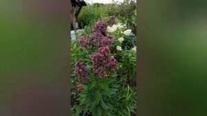 Флокс метельчатый.