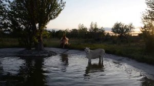 НЕВЕРОЯТНО !!! Львица заходит в воду и спасает человека ! Тайган .Крым.