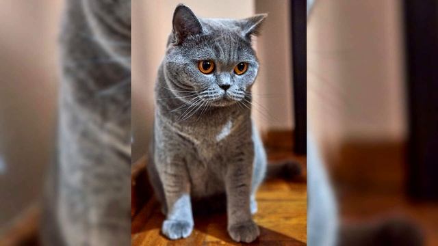 Британская короткошёрстная кошка. Плюсы и минусы, Цена, Как выбрать, Факты, Уход, История