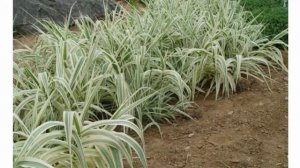 Ару́ндо тростнико́вый, или Тростни́к гига́нтский (лат. Arundo donax)