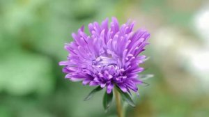 Эту музыку можно слушать вечно Проникновенная и Невероятно красивая....Сергей Грищук