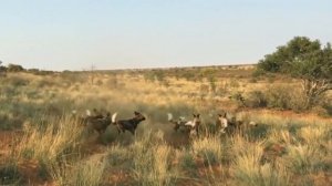 Gorilla vs Wild Dog - Most Amazing Animal Attack