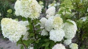 Гортензия метельчатая Лаймлайт в полях Егорьевского питомника Никитенко Александра