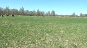 Коровы и лошади первый день на пастбище, после 7 месяцев сенной диеты.