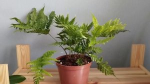 Моя коллекция папоротников, часть 4 - ассорти