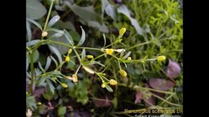 ШЕЛКОВНИК  (BATRACHIUM)  сем. Лютиковые