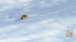 Зачем лисы бегут, а потом резко прыгают головой в снег