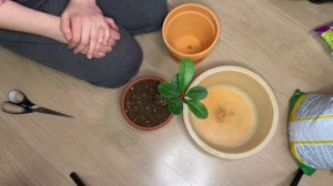 Пересадка молочая и других растений | влог