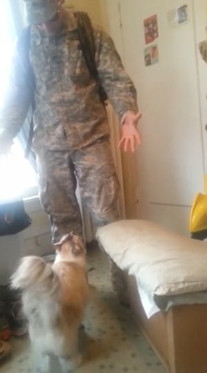 Кот встречает дома солдата