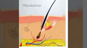 Как растут ресницы