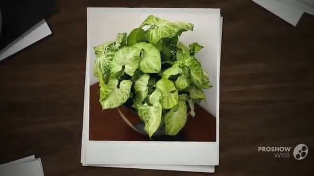 Syngonium - garden plants