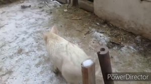 МОИ ДИКИЕ КАБАНЫ. Случка домашней свиньи с диким кабаном