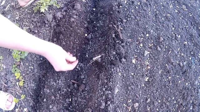 Когда Сажать Кукурузу ?! Посадка Семенами в Открытый Грунт.Growing corn.